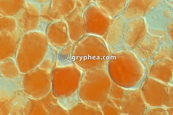 Cellules lipidiques Noix x170 - gryphea.com